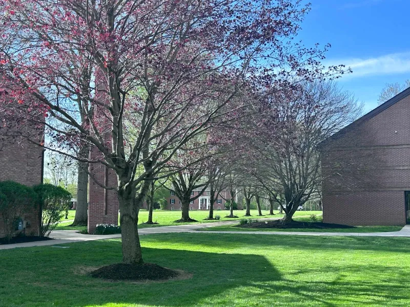 Spring on campus: green lawns and trees along a path