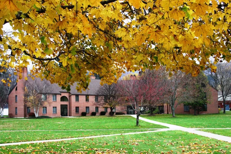 A tree in full yellow leaf in front of Whitcomb Dorm in autumn